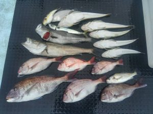 東京湾探釣隊ぼっち 釣果