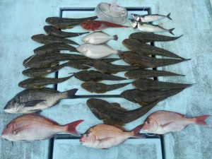 東京湾探釣隊ぼっち 釣果
