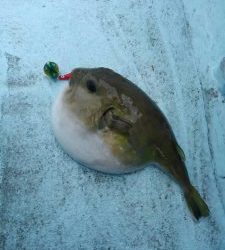 東京湾探釣隊ぼっち 釣果