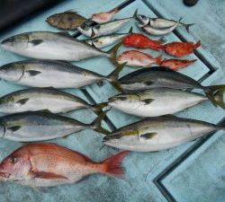 東京湾探釣隊ぼっち 釣果