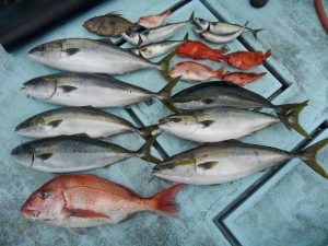 東京湾探釣隊ぼっち 釣果