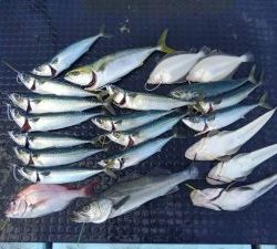 東京湾探釣隊ぼっち 釣果