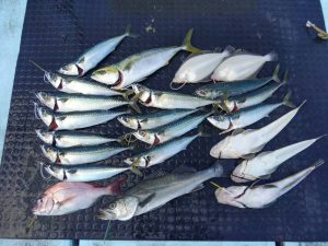 東京湾探釣隊ぼっち 釣果