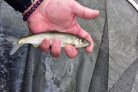 秩父フライフィールド 釣果