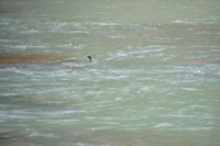 秩父フライフィールド 釣果