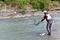 秩父フライフィールド 釣果