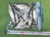 秩父フライフィールド 釣果