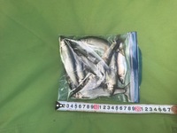 秩父フライフィールド 釣果