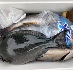千津丸 釣果