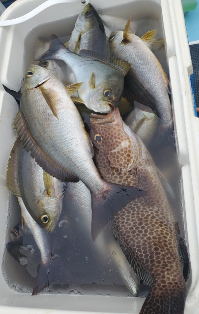 海晴丸 釣果