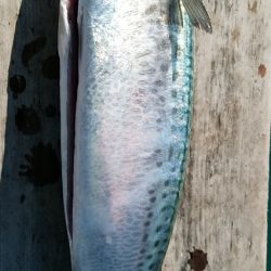 小島丸 釣果