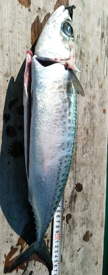 小島丸 釣果