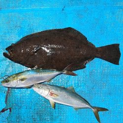 フィッシングガイド りょう 釣果