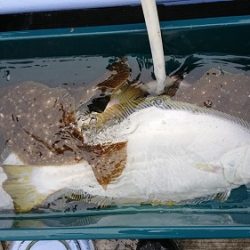 小樽港遊漁船SHAKE 釣果