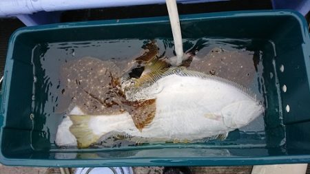 小樽港遊漁船SHAKE 釣果