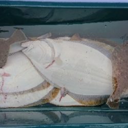 小樽港遊漁船SHAKE 釣果