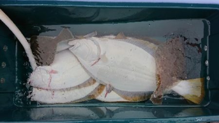 小樽港遊漁船SHAKE 釣果