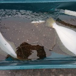 小樽港遊漁船SHAKE 釣果