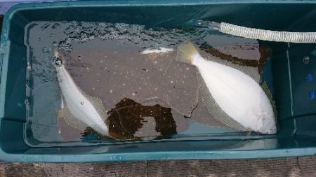 小樽港遊漁船SHAKE 釣果