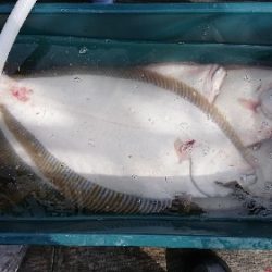 小樽港遊漁船SHAKE 釣果