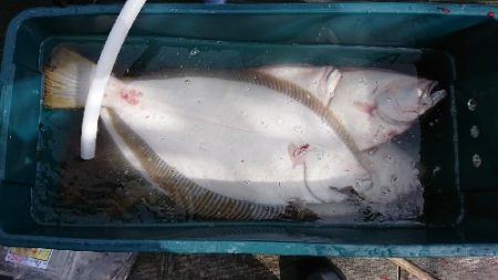 小樽港遊漁船SHAKE 釣果