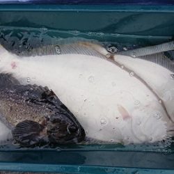 小樽港遊漁船SHAKE 釣果