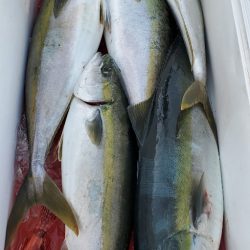 LUSTER『ラスター』 釣果