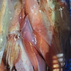 LUSTER『ラスター』 釣果