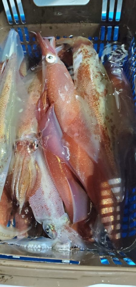 LUSTER『ラスター』 釣果