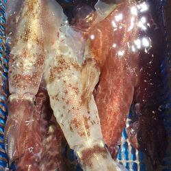 LUSTER『ラスター』 釣果