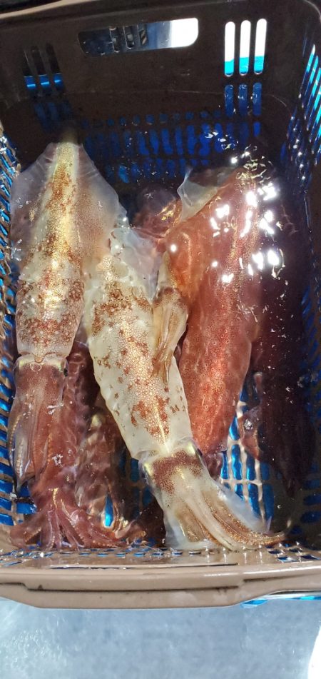 LUSTER『ラスター』 釣果