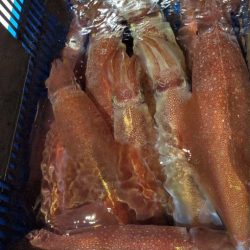 LUSTER『ラスター』 釣果