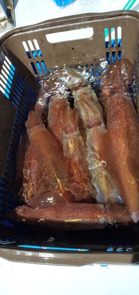 LUSTER『ラスター』 釣果