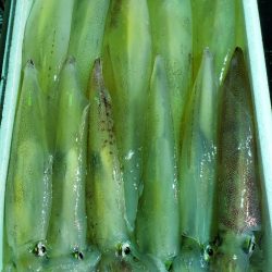 LUSTER『ラスター』 釣果