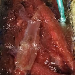 LUSTER『ラスター』 釣果