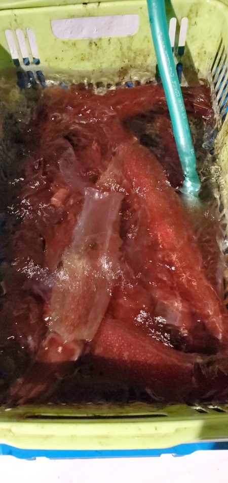 LUSTER『ラスター』 釣果