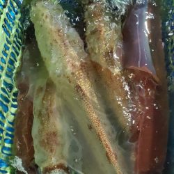 LUSTER『ラスター』 釣果