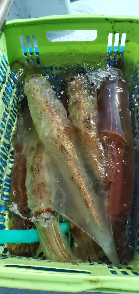 LUSTER『ラスター』 釣果