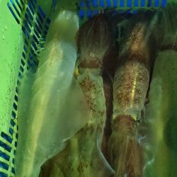 LUSTER『ラスター』 釣果