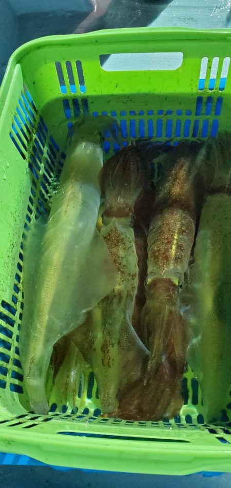 LUSTER『ラスター』 釣果