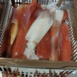 LUSTER『ラスター』 釣果