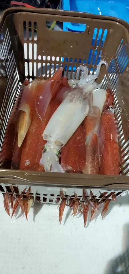 LUSTER『ラスター』 釣果