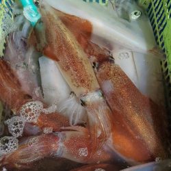 LUSTER『ラスター』 釣果