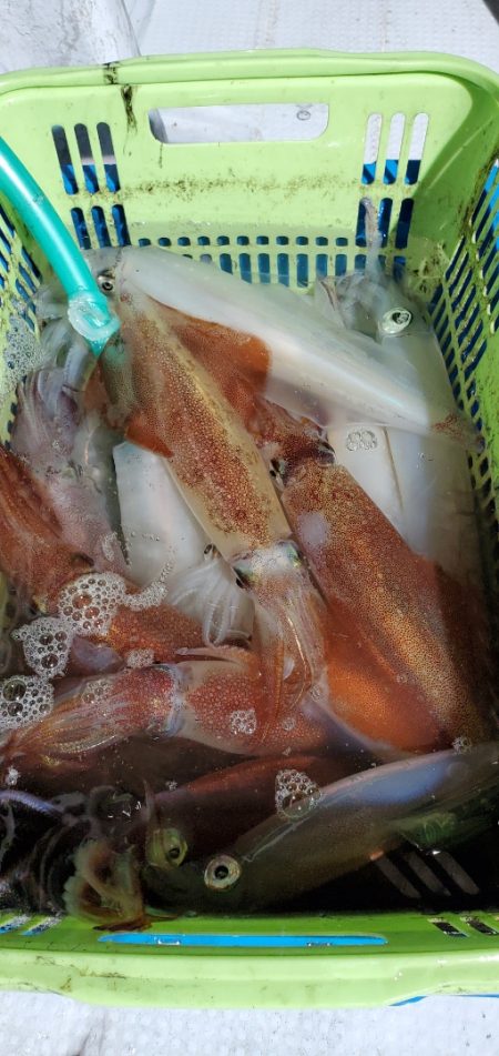 LUSTER『ラスター』 釣果