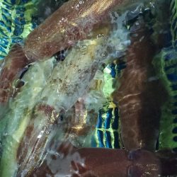 LUSTER『ラスター』 釣果