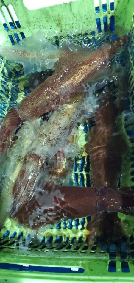 LUSTER『ラスター』 釣果