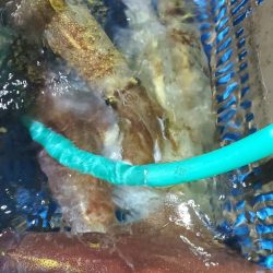 LUSTER『ラスター』 釣果