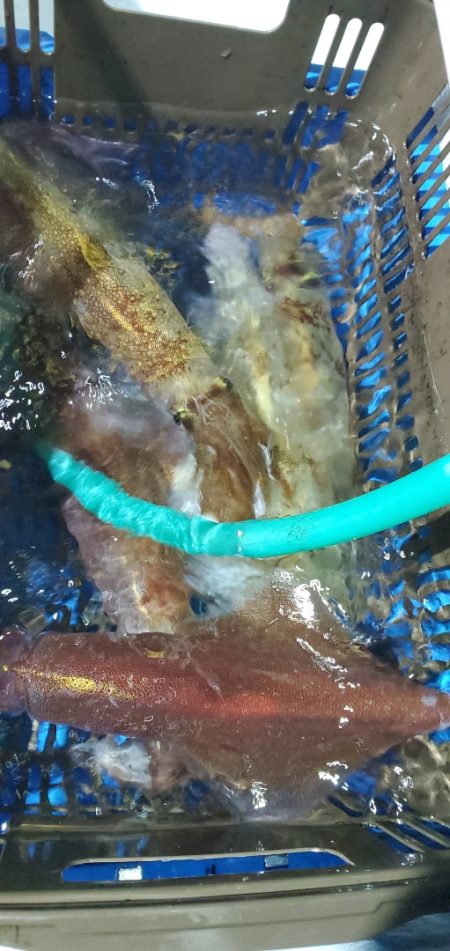 LUSTER『ラスター』 釣果