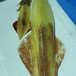 LUSTER『ラスター』 釣果