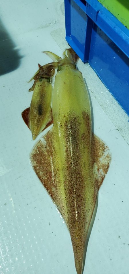 LUSTER『ラスター』 釣果